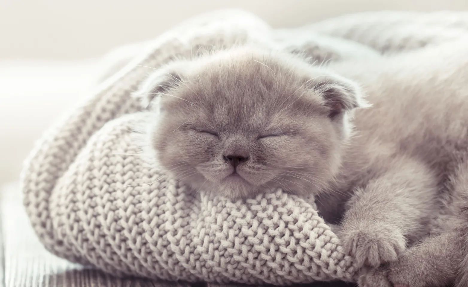 Kitten asleep on a sweater